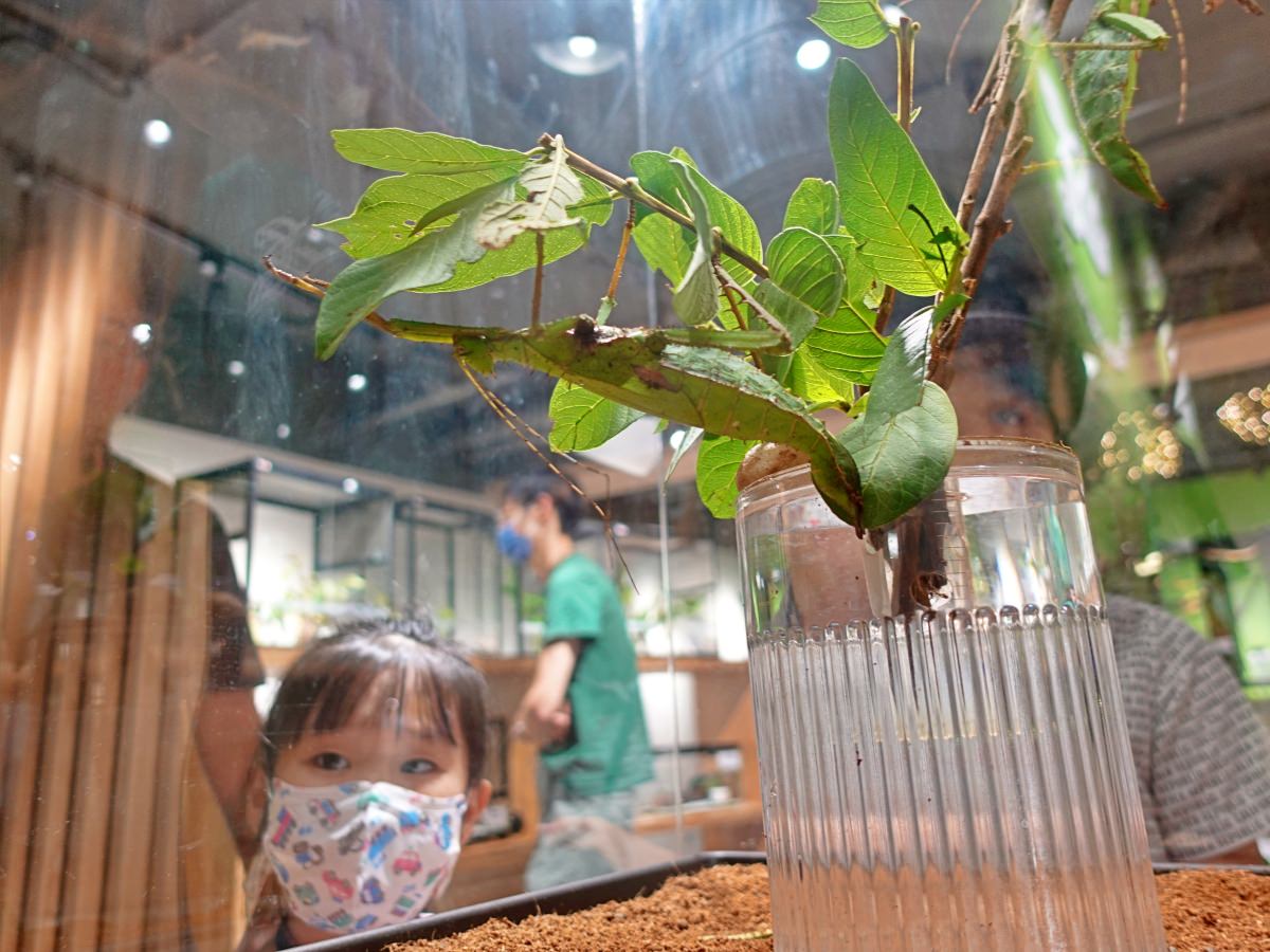 台北小小職人體驗|蟲蟲巴斯小小館長 當一天的昆蟲飼育員好有趣!台北室內景點推薦 - 第4張圖