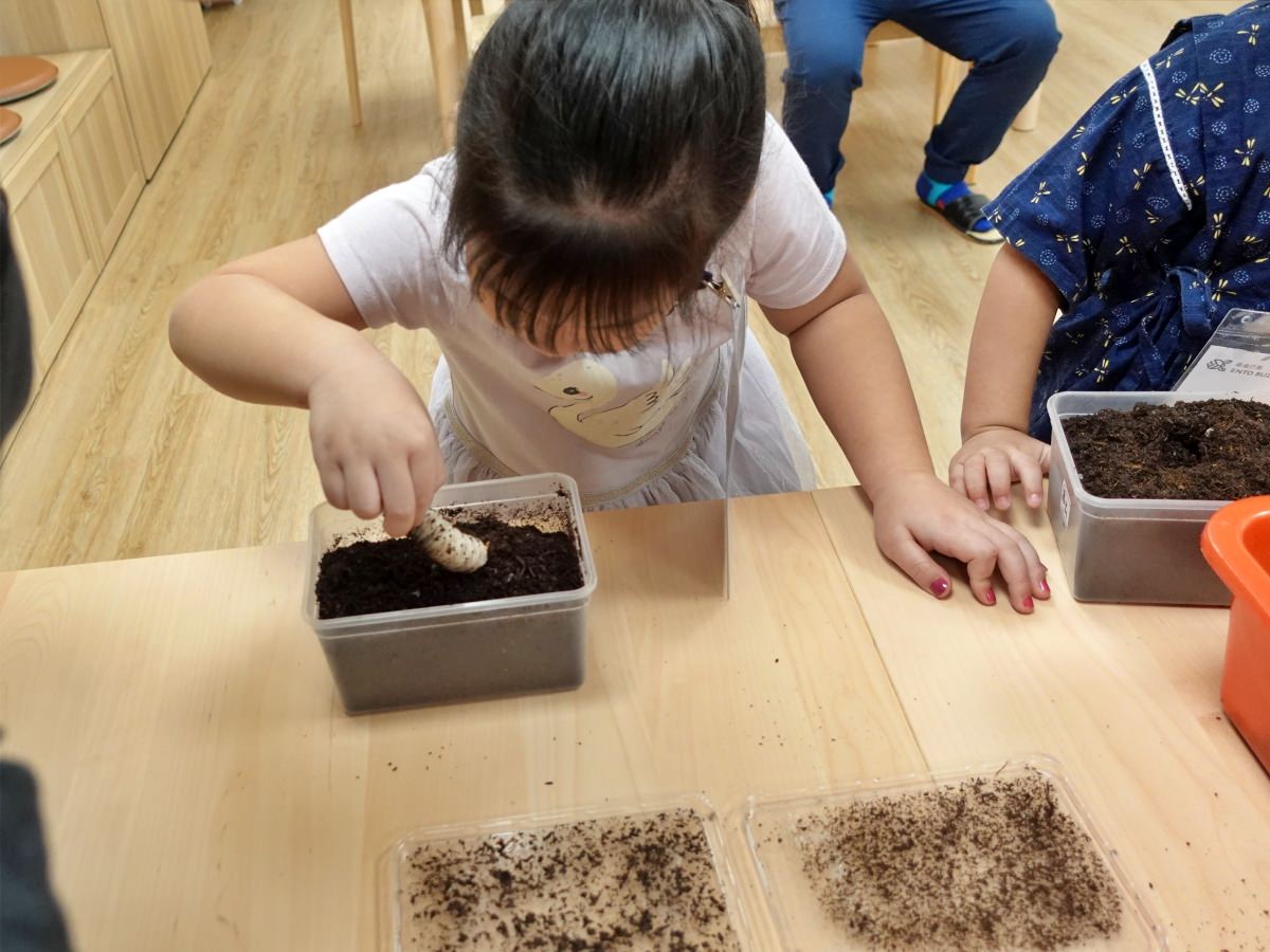 蟲蟲巴斯 小館長幼蟲換土3