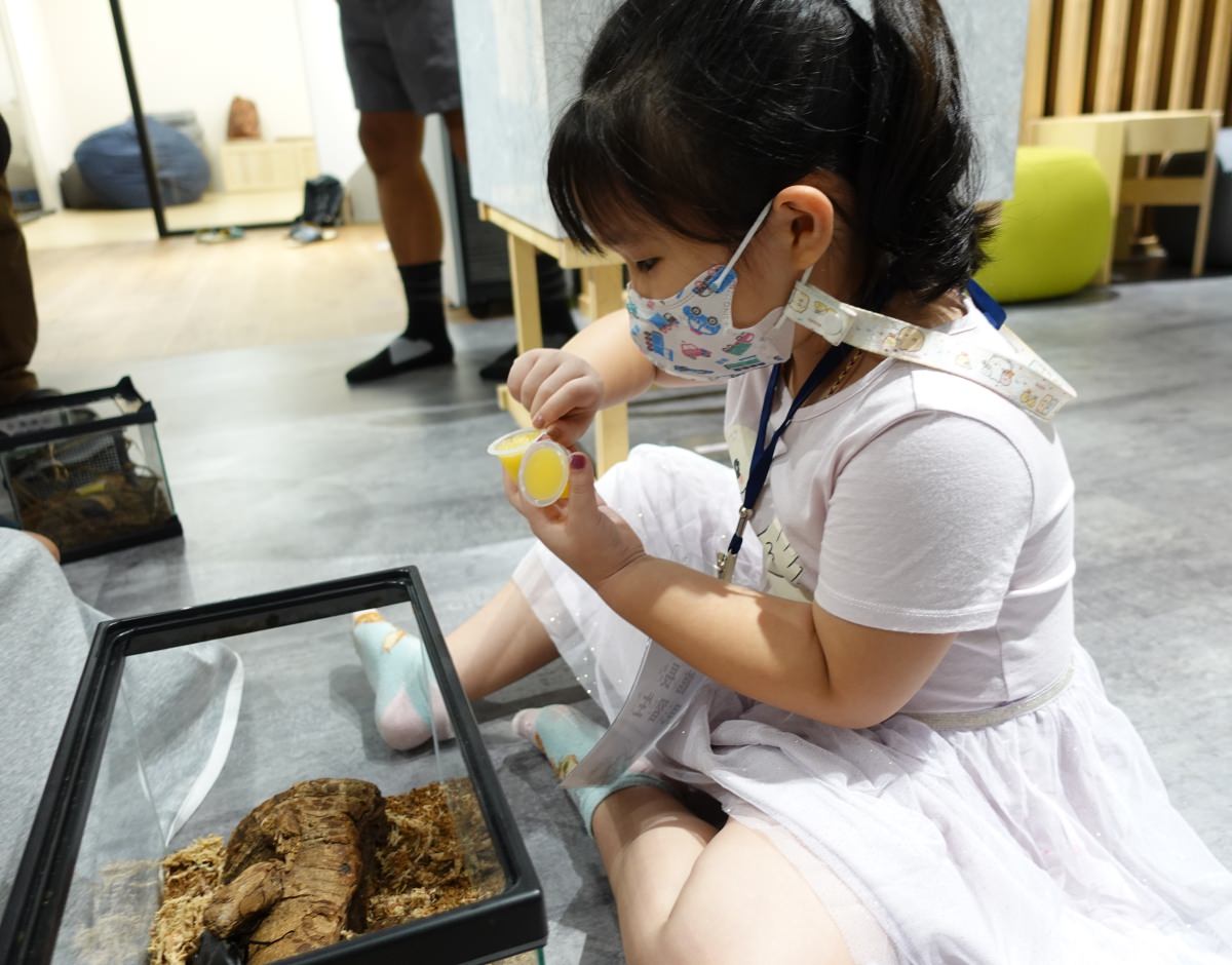 台北小小職人體驗|蟲蟲巴斯小小館長 當一天的昆蟲飼育員好有趣!台北室內景點推薦 - 第16張圖