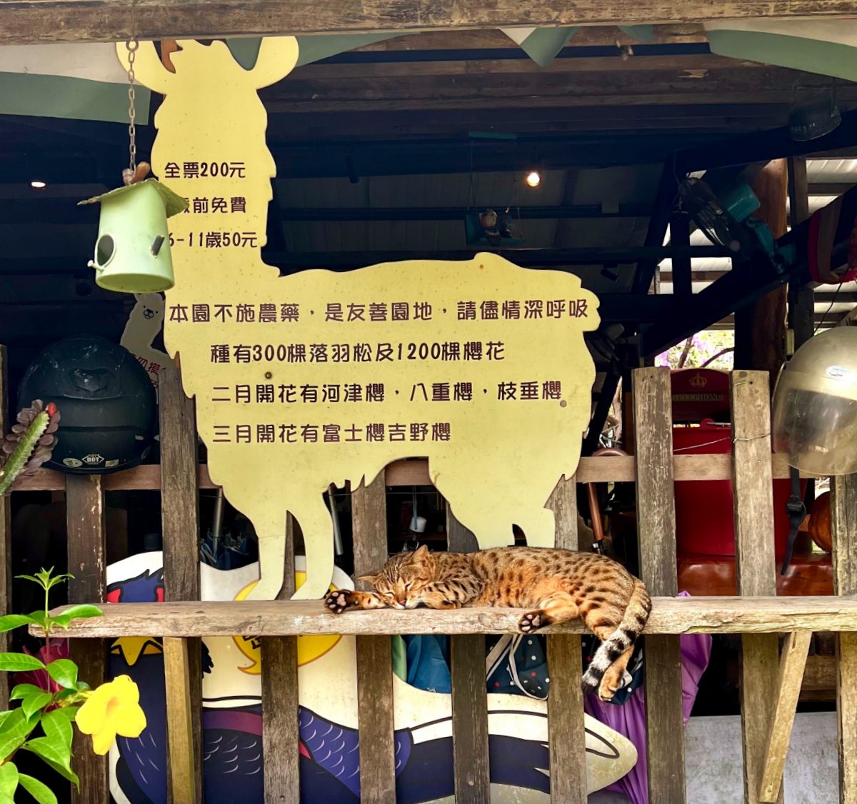 新北親子休閒農場 金山鹿羽松牧場 超親人草尼馬、梅花鹿、水豚君,還有真實版跳跳羊喔! - 第4張圖