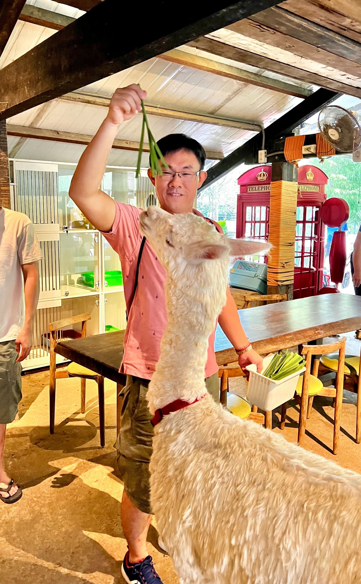 新北親子休閒農場 金山鹿羽松牧場 超親人草尼馬、梅花鹿、水豚君,還有真實版跳跳羊喔! - 第9張圖