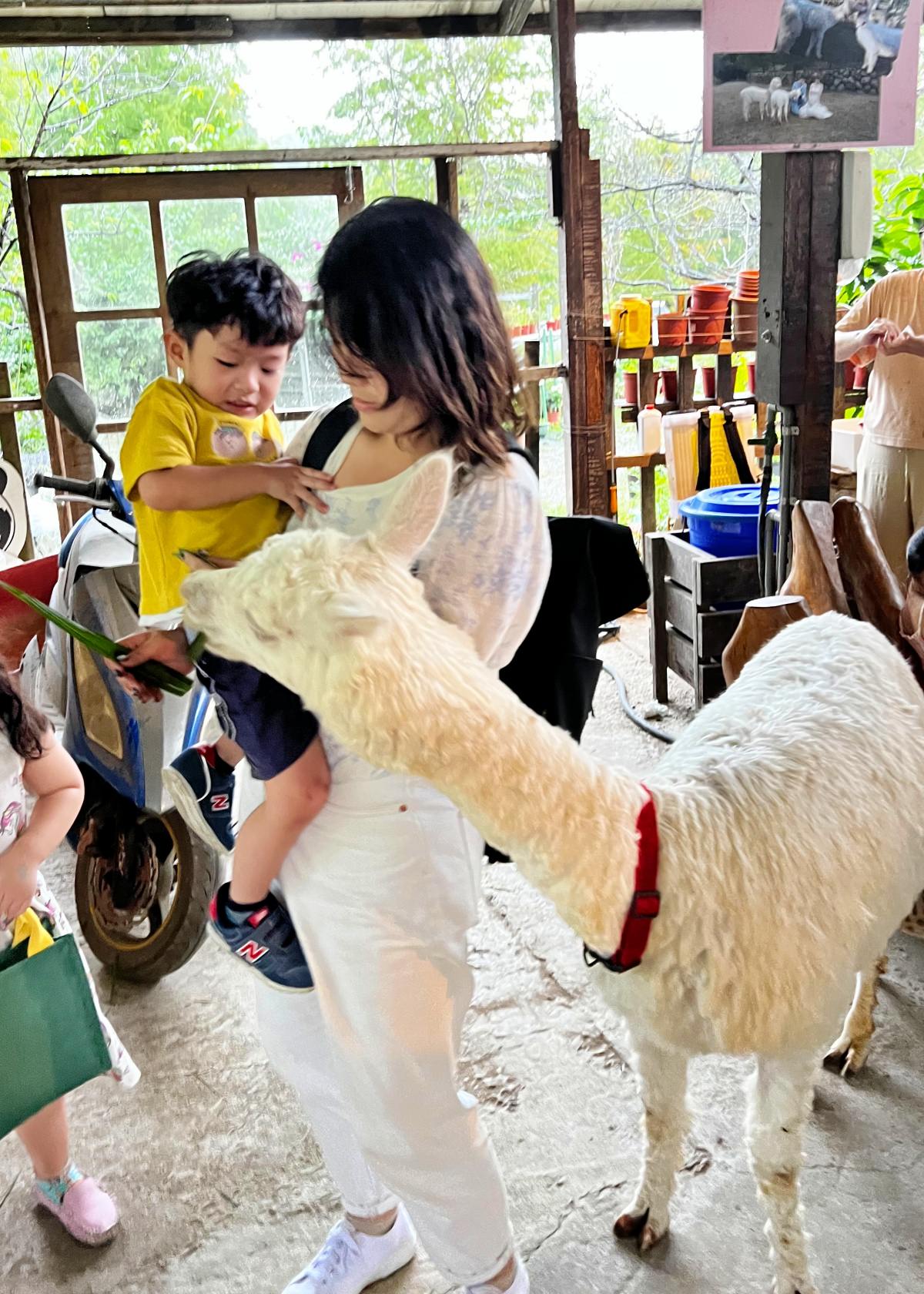 新北親子休閒農場 金山鹿羽松牧場 超親人草尼馬、梅花鹿、水豚君,還有真實版跳跳羊喔! - 第10張圖