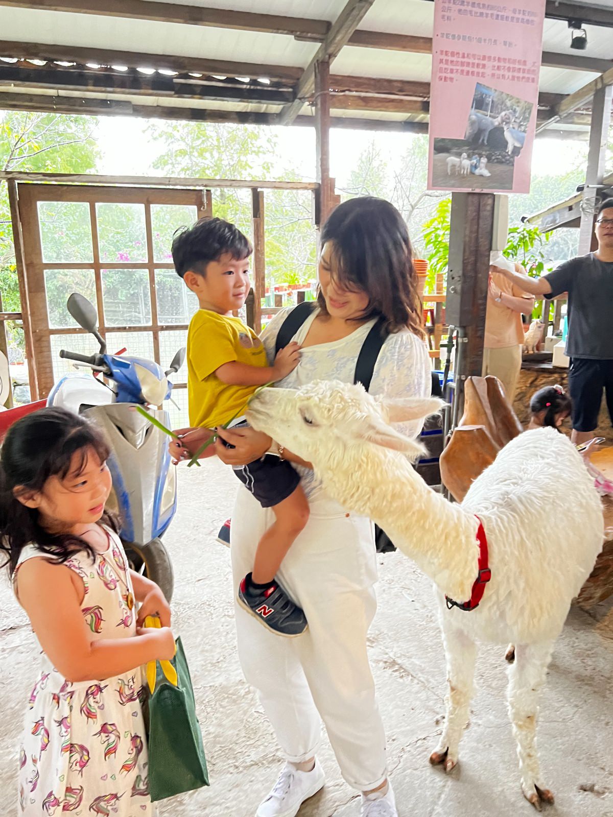 新北親子休閒農場 金山鹿羽松牧場 超親人草尼馬、梅花鹿、水豚君,還有真實版跳跳羊喔! - 第11張圖