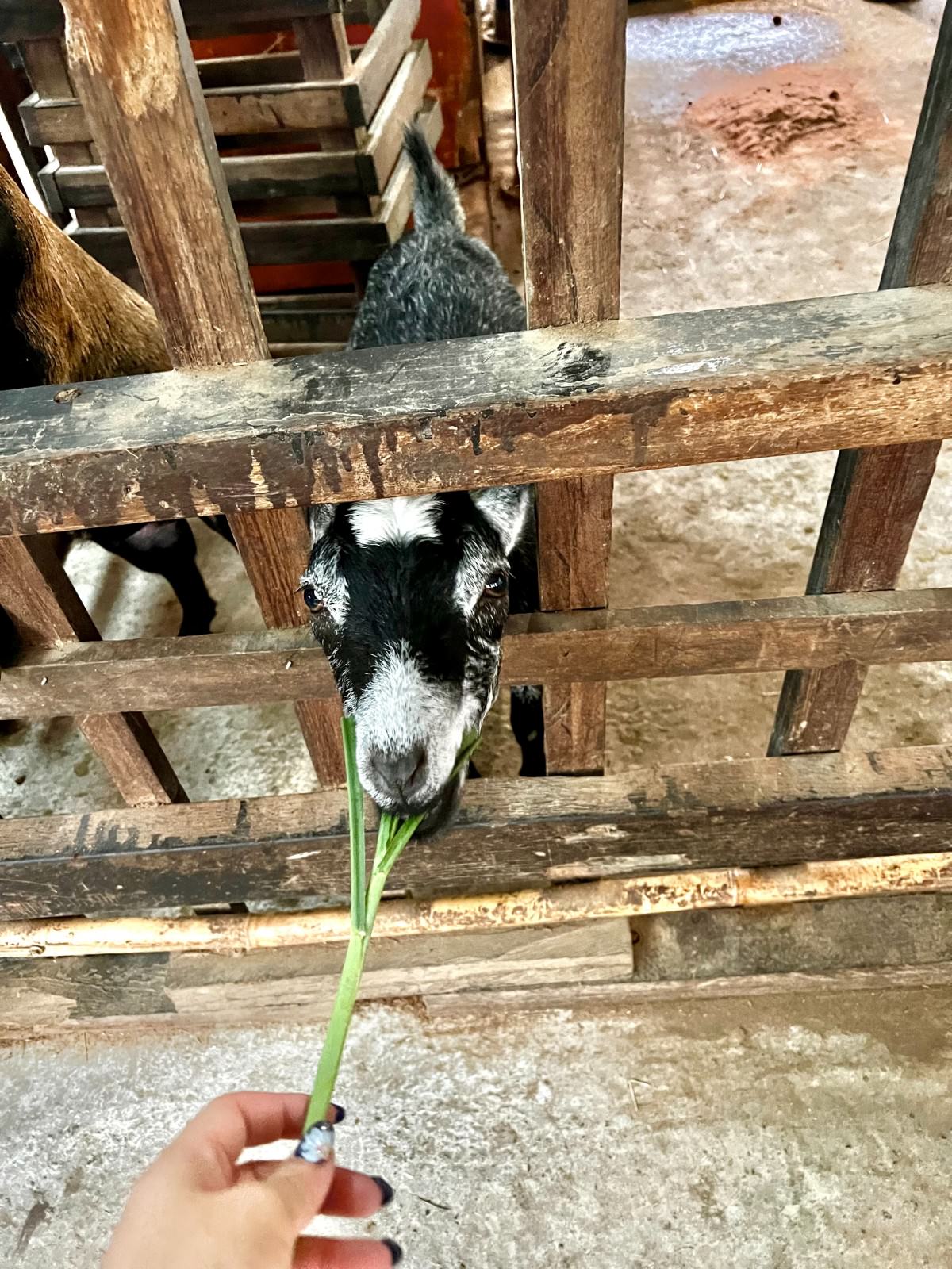 新北親子休閒農場 金山鹿羽松牧場 超親人草尼馬、梅花鹿、水豚君,還有真實版跳跳羊喔! - 第13張圖
