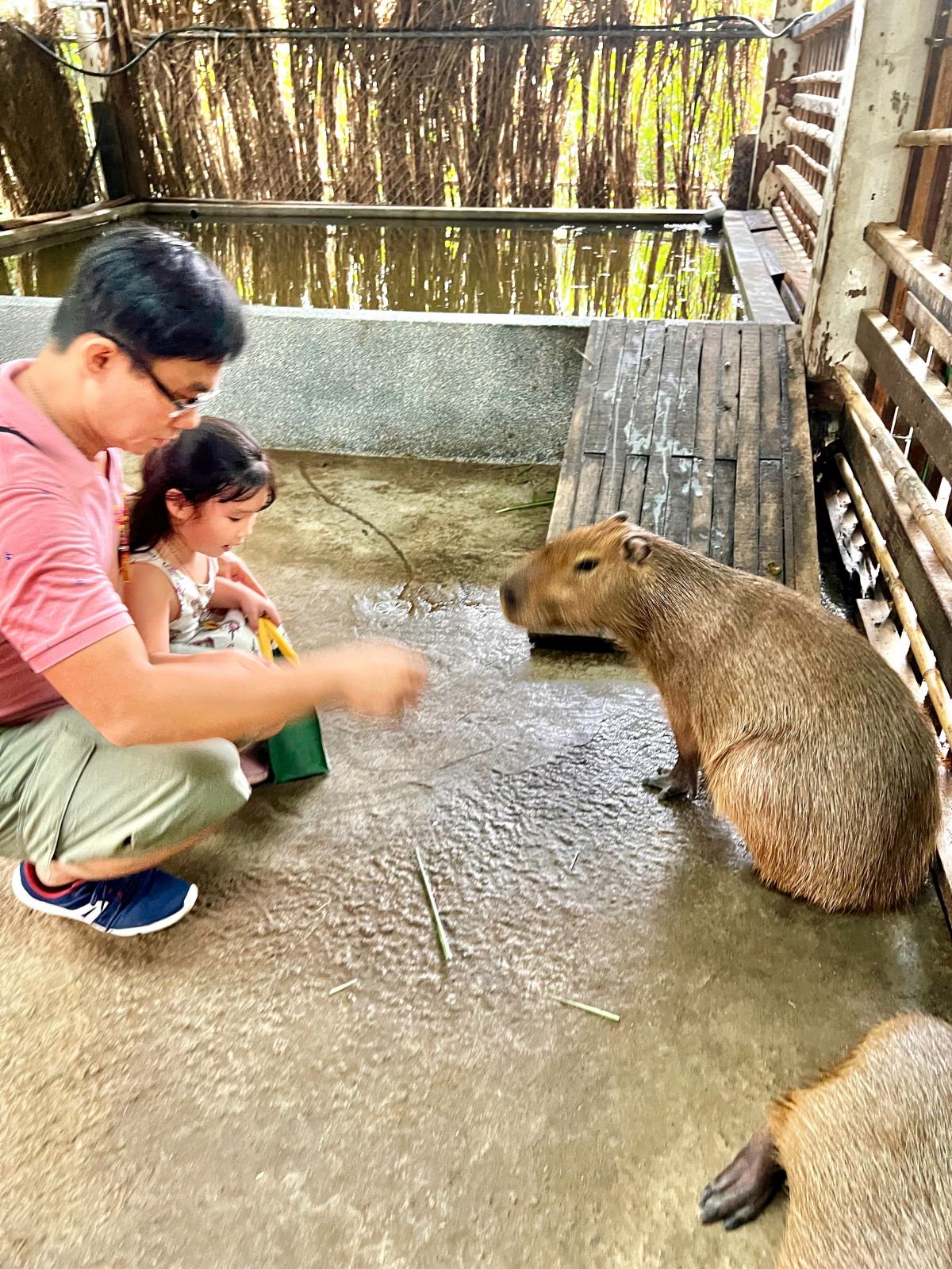 新北親子休閒農場 金山鹿羽松牧場 超親人草尼馬、梅花鹿、水豚君,還有真實版跳跳羊喔! - 第19張圖