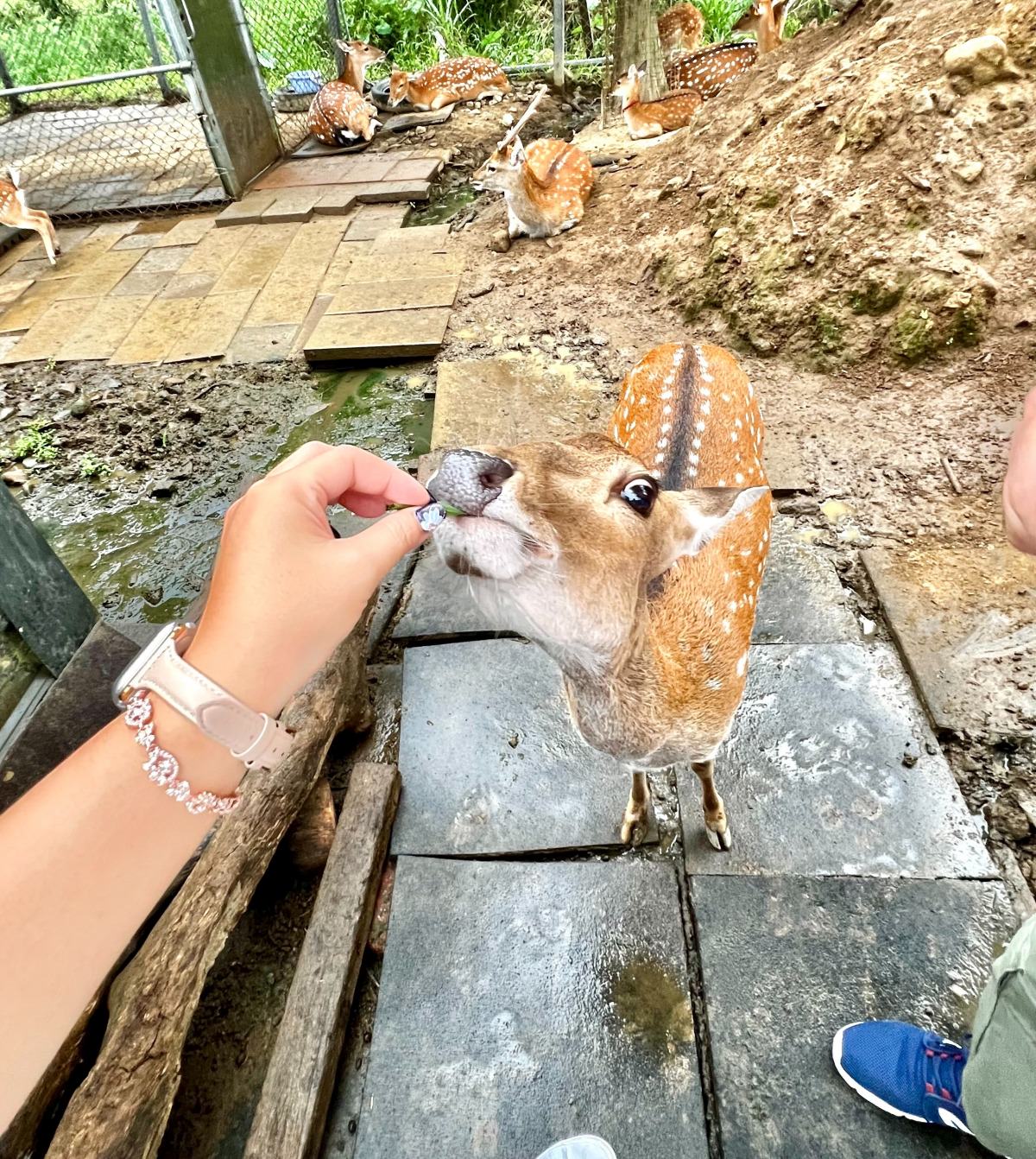 新北親子休閒農場 金山鹿羽松牧場 超親人草尼馬、梅花鹿、水豚君,還有真實版跳跳羊喔! - 第18張圖