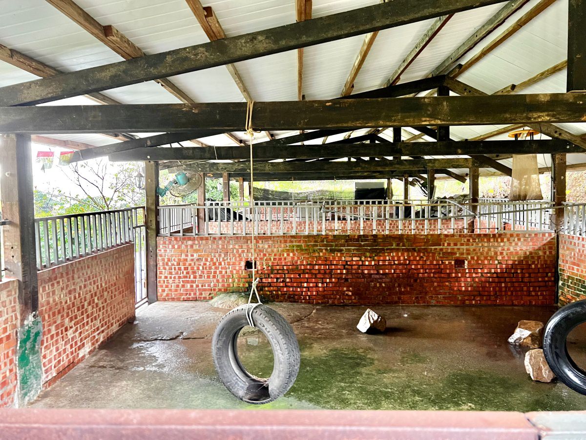 新北親子休閒農場 金山鹿羽松牧場 超親人草尼馬、梅花鹿、水豚君,還有真實版跳跳羊喔! - 第23張圖