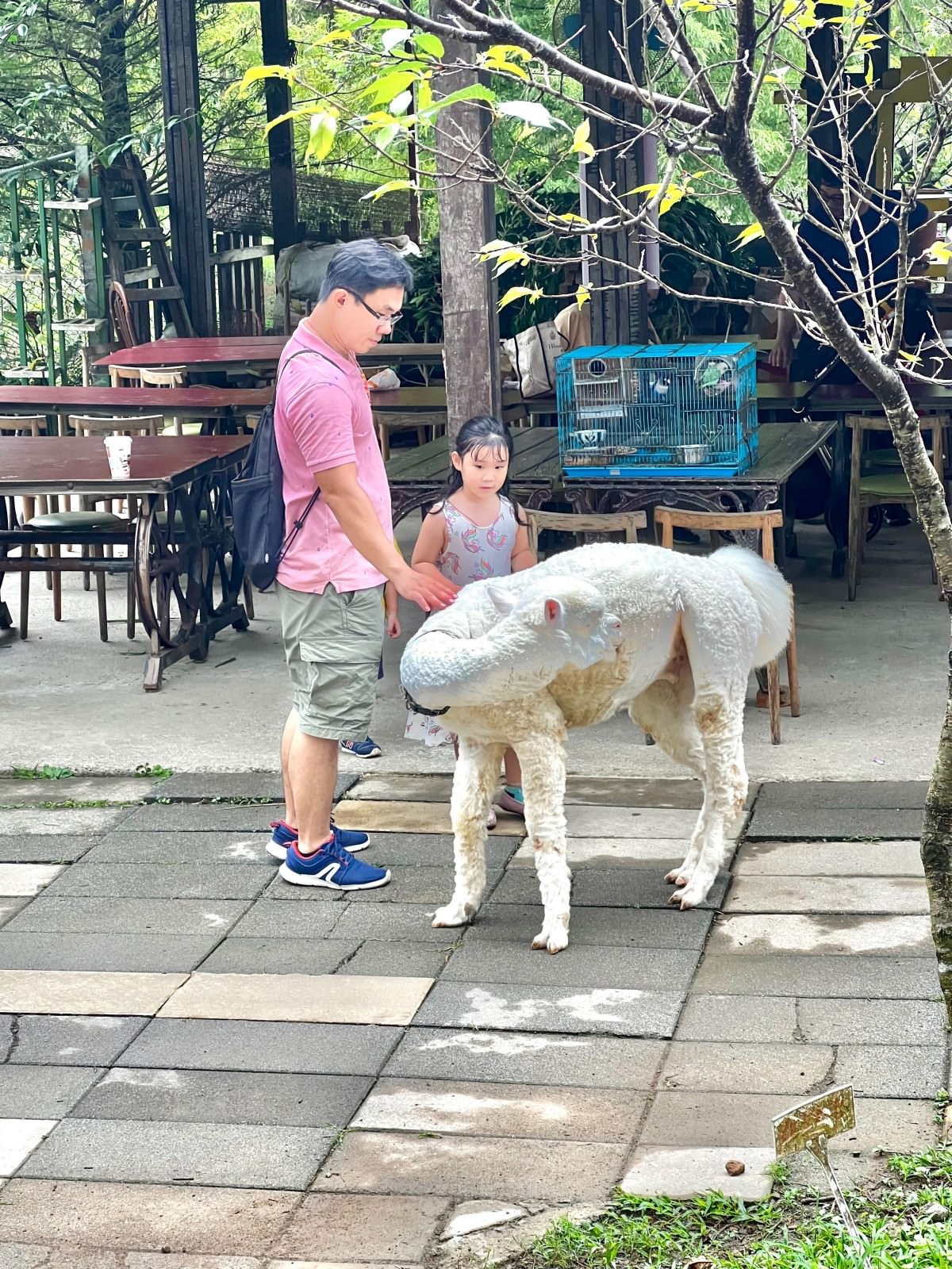 新北親子休閒農場 金山鹿羽松牧場 超親人草尼馬、梅花鹿、水豚君,還有真實版跳跳羊喔! - 第12張圖