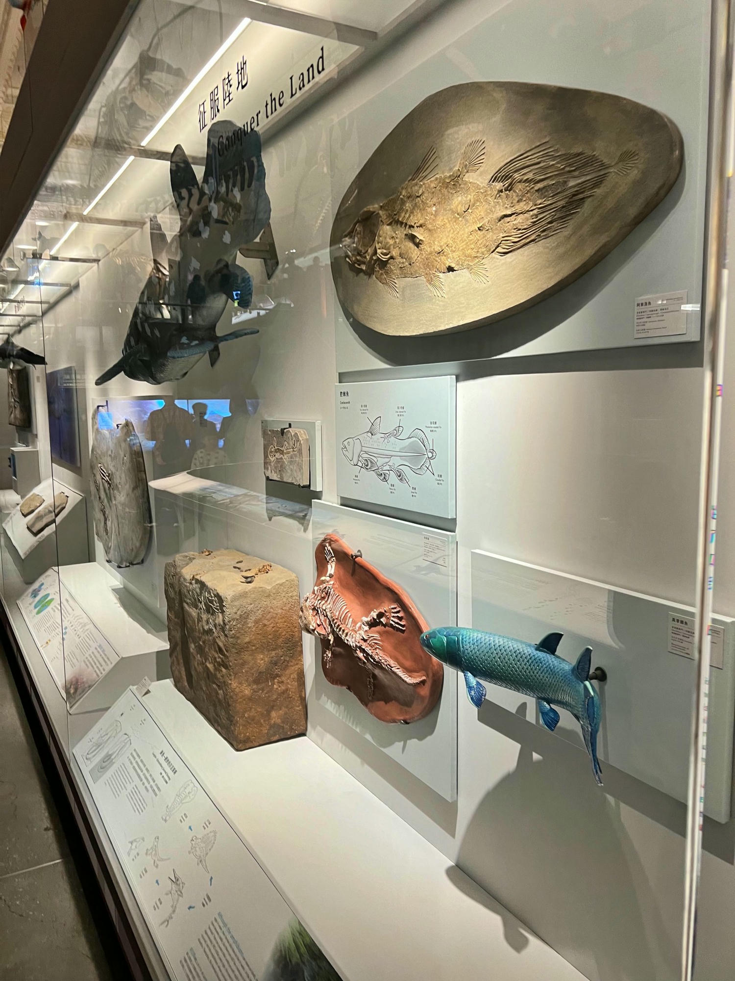 台北景點|國立臺灣博物館(土銀展示館) 恐龍迷必訪,超大巨型恐龍超震撼!台北雨天景點備案推薦! - 第6張圖