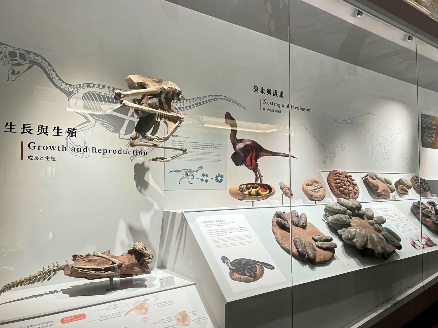 台北景點|國立臺灣博物館(土銀展示館) 恐龍迷必訪,超大巨型恐龍超震撼!台北雨天景點備案推薦! - 第7張圖