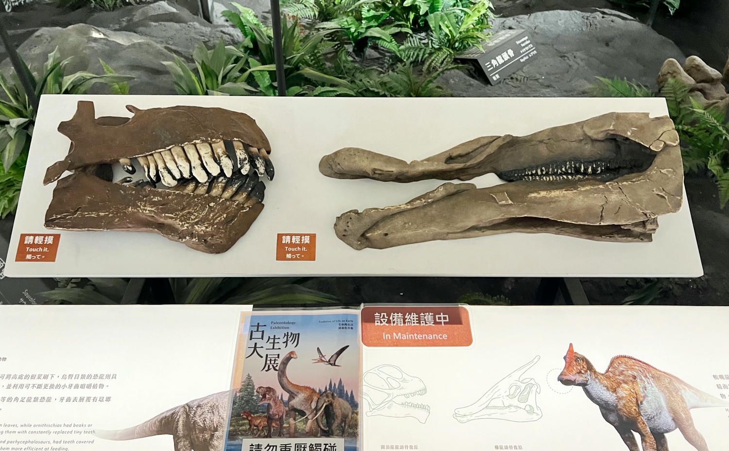 台北景點|國立臺灣博物館(土銀展示館) 恐龍迷必訪,超大巨型恐龍超震撼!台北雨天景點備案推薦! - 第14張圖