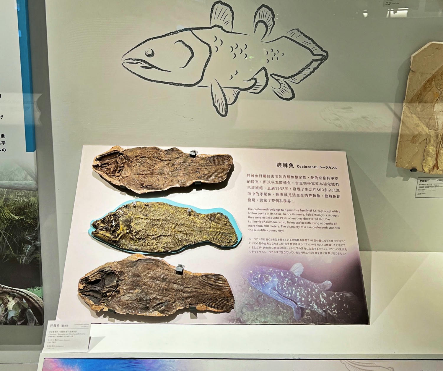 台北景點|國立臺灣博物館(土銀展示館) 恐龍迷必訪,超大巨型恐龍超震撼!台北雨天景點備案推薦! - 第8張圖