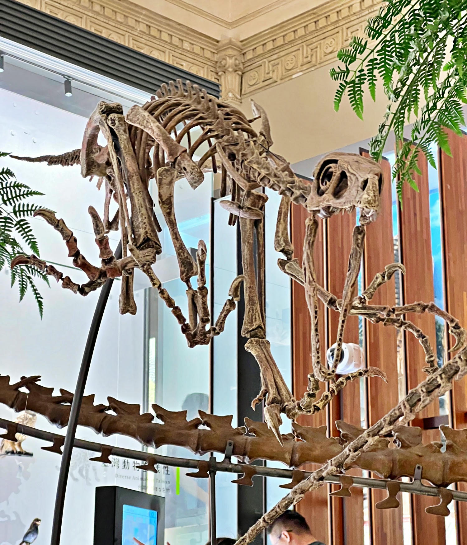 台北景點|國立臺灣博物館(土銀展示館) 恐龍迷必訪,超大巨型恐龍超震撼!台北雨天景點備案推薦! - 第11張圖