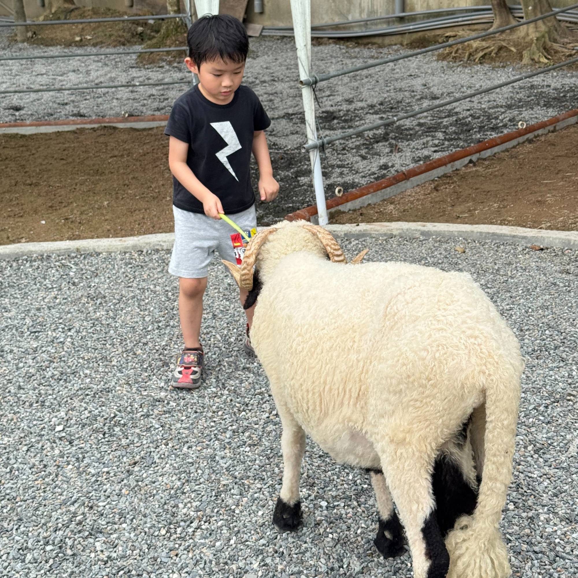 新北親子農場推薦|萌萌森林物語 水豚君、狐獴、笑笑羊近距離接觸餵食超有趣! - 第15張圖
