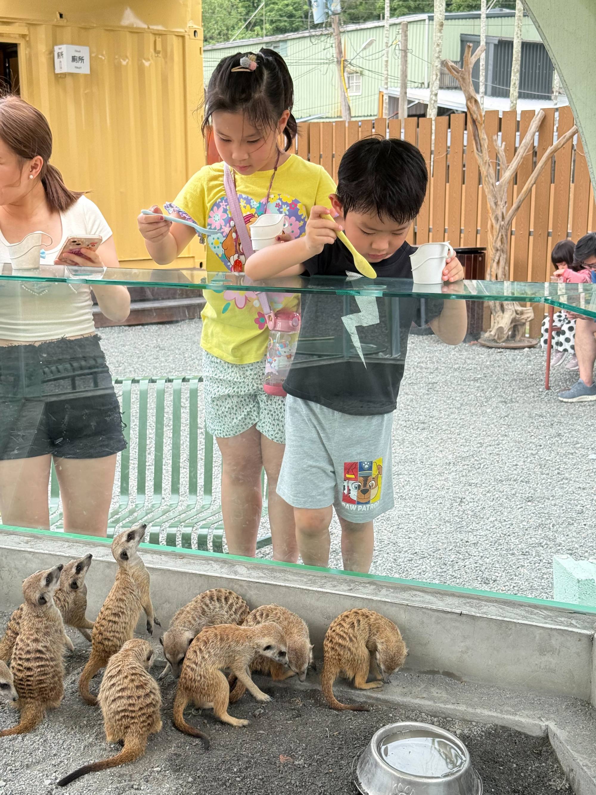 新北親子農場推薦|萌萌森林物語 水豚君、狐獴、笑笑羊近距離接觸餵食超有趣! - 第8張圖