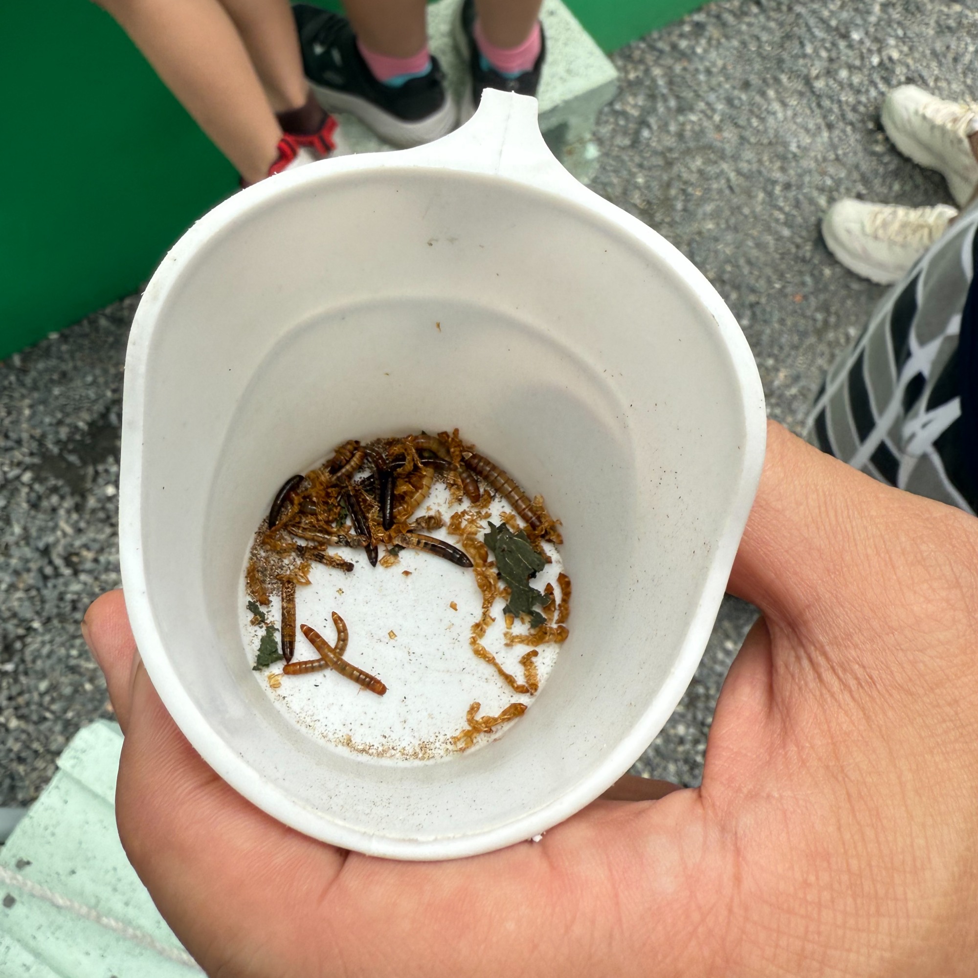 新北親子農場推薦|萌萌森林物語 水豚君、狐獴、笑笑羊近距離接觸餵食超有趣! - 第7張圖