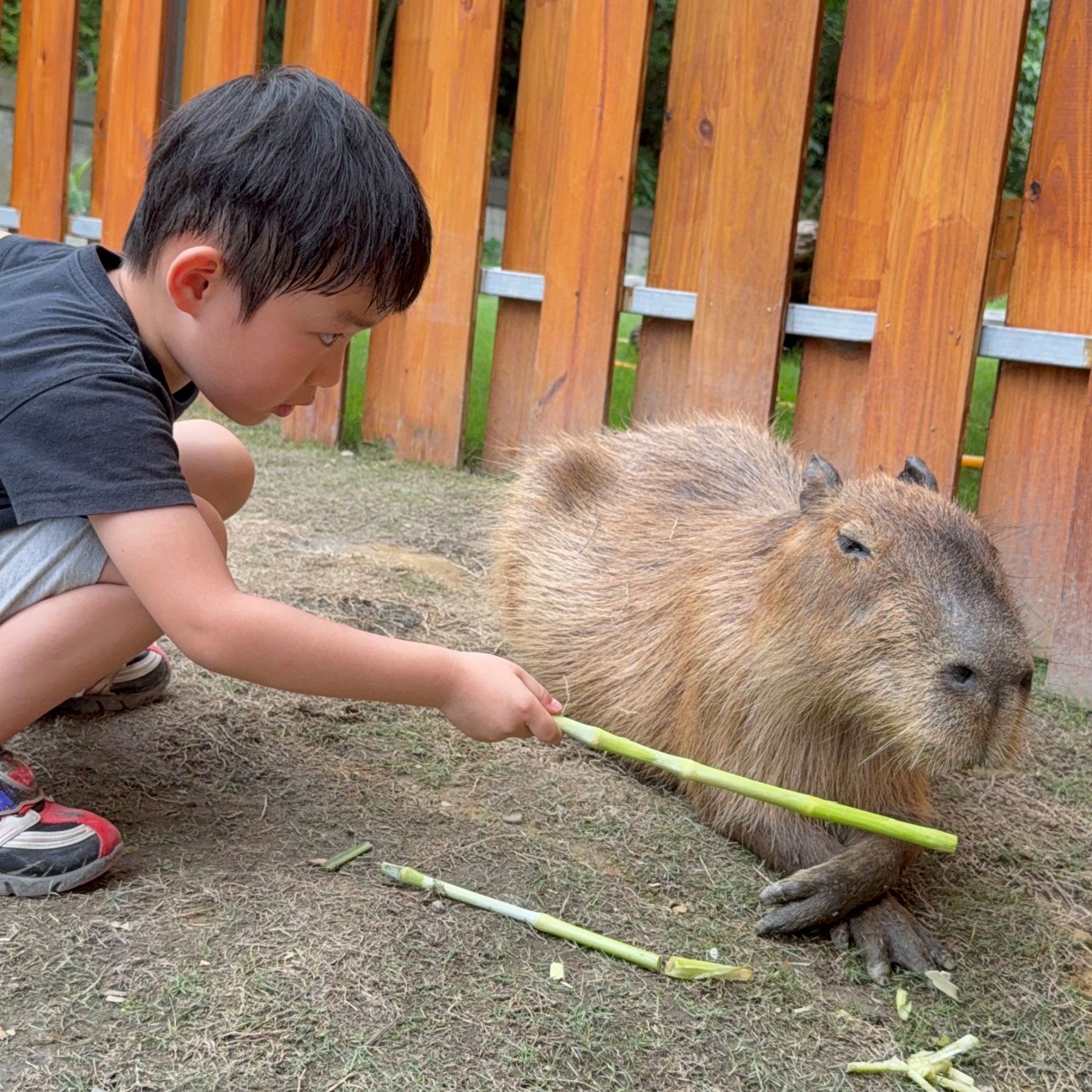 新北親子農場推薦|萌萌森林物語 水豚君、狐獴、笑笑羊近距離接觸餵食超有趣! - 第21張圖