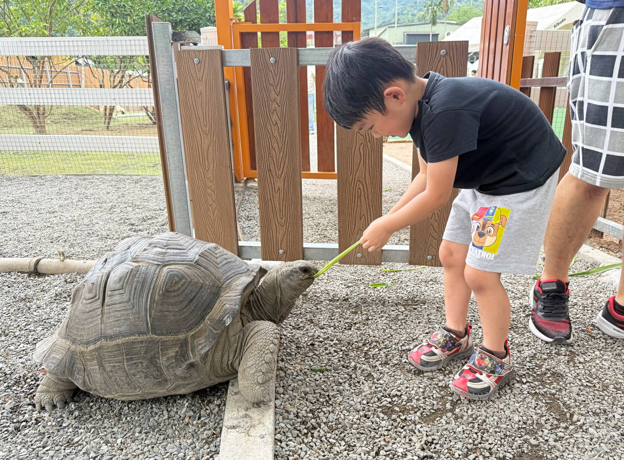 新北親子農場推薦|萌萌森林物語 水豚君、狐獴、笑笑羊近距離接觸餵食超有趣! - 第19張圖