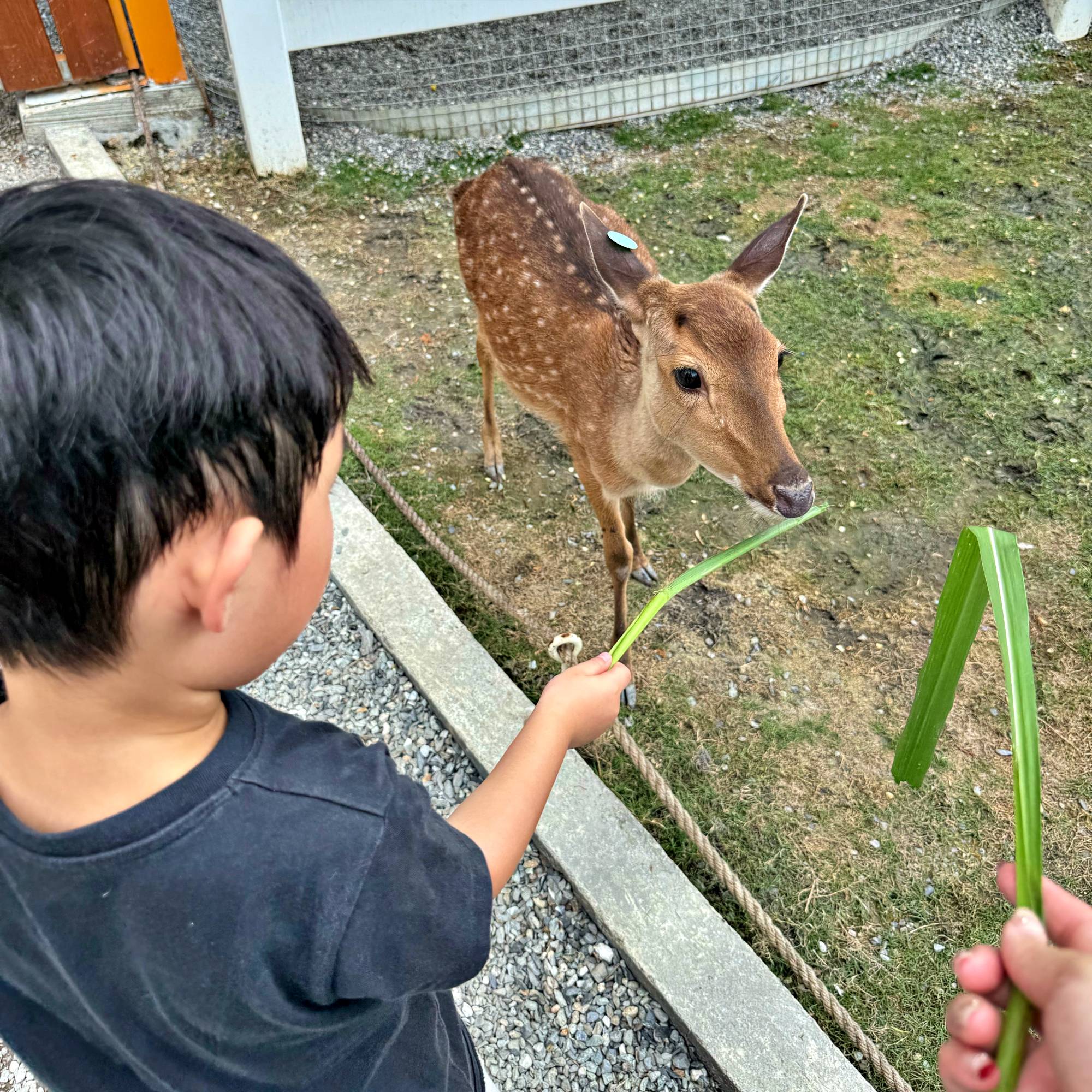 新北親子農場推薦|萌萌森林物語 水豚君、狐獴、笑笑羊近距離接觸餵食超有趣! - 第26張圖