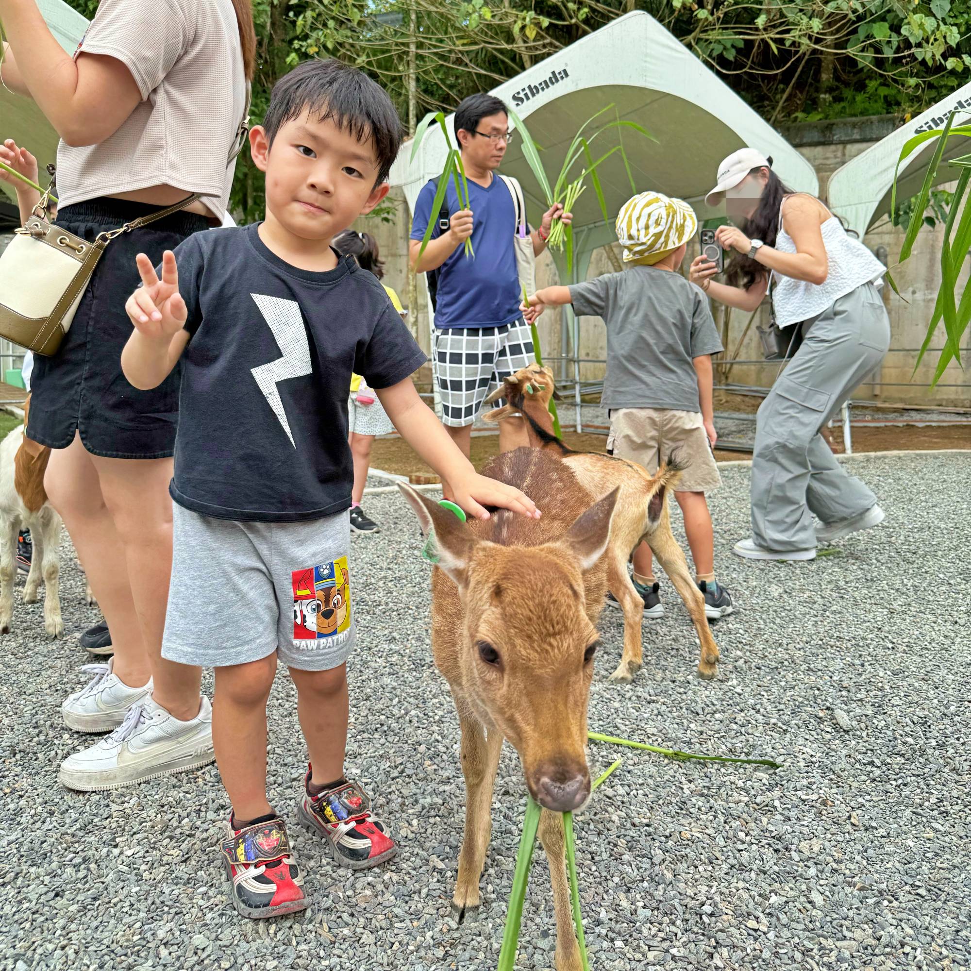 新北親子農場推薦|萌萌森林物語 水豚君、狐獴、笑笑羊近距離接觸餵食超有趣! - 第16張圖
