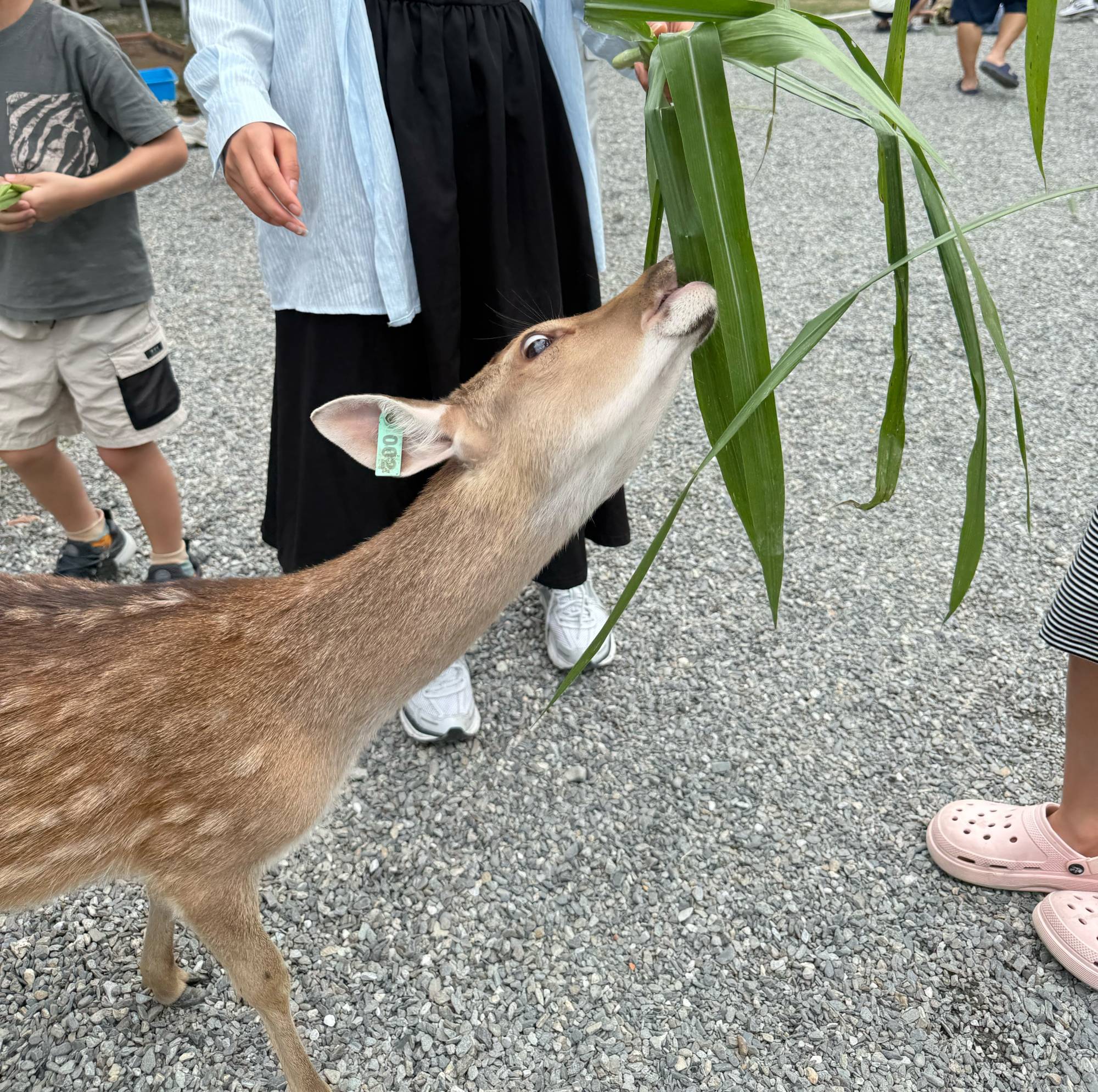 新北親子農場推薦|萌萌森林物語 水豚君、狐獴、笑笑羊近距離接觸餵食超有趣! - 第13張圖